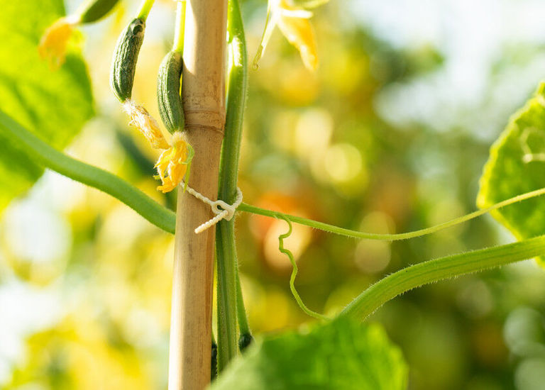 Sustainable Cable Tie